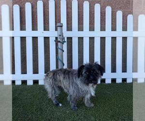 French Bulldog-Miniature Schnauzer Mix Dogs for adoption in Modesto, CA, USA