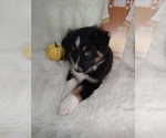 Small Photo #3 Australian Shepherd Puppy For Sale in INDIANAPOLIS, IN, USA