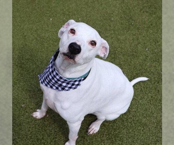 Medium Photo #9 Mutt Puppy For Sale in Rockaway, NJ, USA