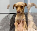 Small #3 Dachshund Mix