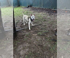 Labrador Retriever-Unknown Mix Dogs for adoption in Brewster, NY, USA