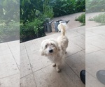Small #1 Maltese Mix