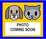 Small Shih Tzu Mix