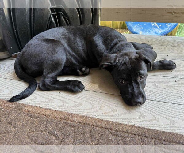 Medium Photo #4 Labrador Retriever-Unknown Mix Puppy For Sale in Greenville, SC, USA