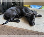 Small #3 Labrador Retriever Mix