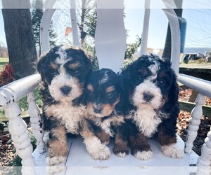 Miniature Bernedoodle-Poodle (Miniature) Mix Puppy for Sale in MILLERSBURG, Pennsylvania USA