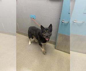 German Shepherd Dog-Unknown Mix Dogs for adoption in Las Vegas, NV, USA