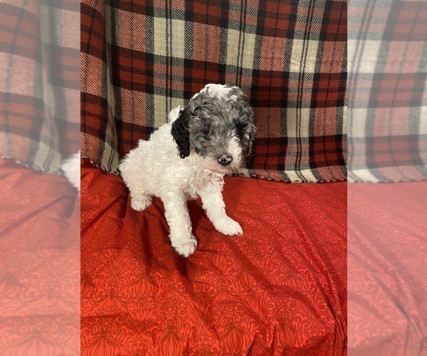Medium Photo #3 Poodle (Miniature) Puppy For Sale in STATESVILLE, NC, USA