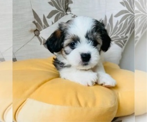 Mal-Shi Puppy for sale in LYNN, MA, USA