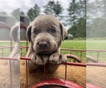 Image preview for Ad Listing. Nickname: AKC Silver Labs