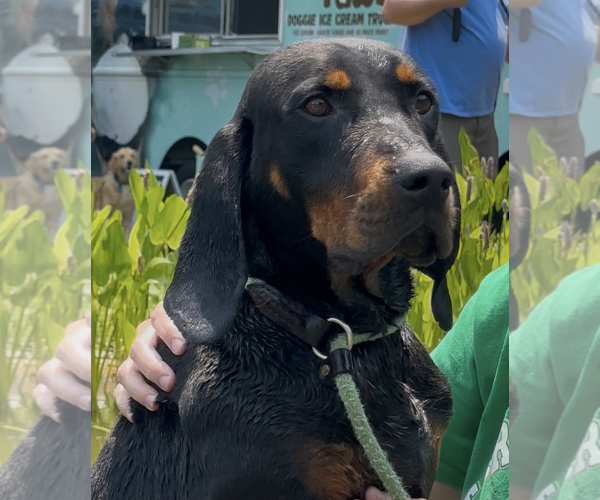 Medium Photo #1 Black and Tan Coonhound-Unknown Mix Puppy For Sale in Thomasville, NC, USA