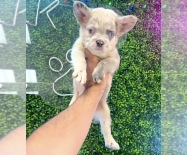 Medium Photo #6 French Bulldog Puppy For Sale in SANTA FE, NM, USA