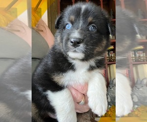 Australian Shepherd Puppy for sale in MERCER, WI, USA