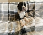Small Photo #8 Boxer Puppy For Sale in CHATFIELD, MN, USA
