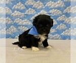 Image preview for Ad Listing. Nickname: Tiny Ozzy