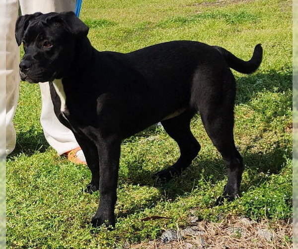 Medium Photo #7 American Pit Bull Terrier-Unknown Mix Puppy For Sale in Wetumpka, AL, USA