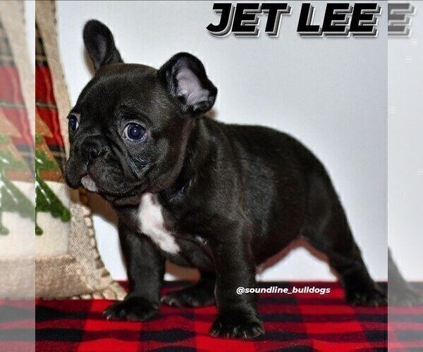 Medium Photo #9 French Bulldog Puppy For Sale in GRAHAM, WA, USA