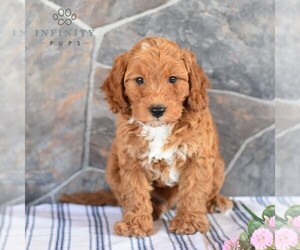 Poodle (Miniature) Puppy for sale in MILL HALL, PA, USA