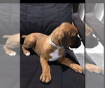 Small #3 Boxer