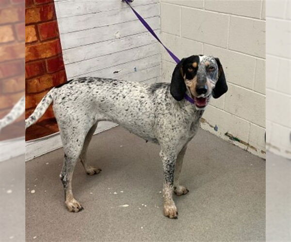 Medium Photo #1 Bluetick Coonhound Puppy For Sale in San Bernardino, CA, USA