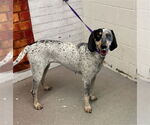 Small Bluetick Coonhound