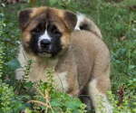 Small #3 Akita