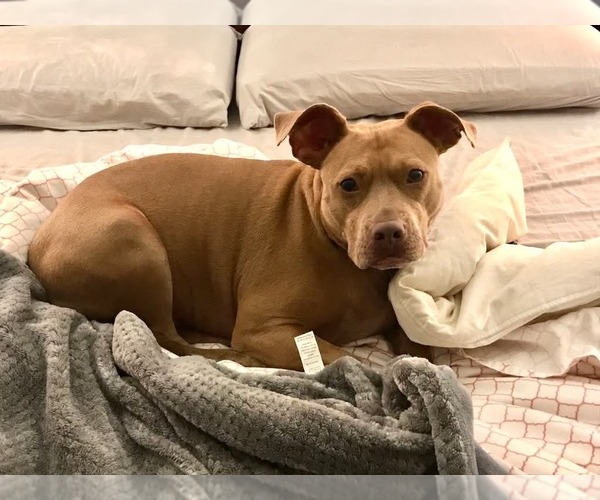 Medium Photo #10 American Pit Bull Terrier-Unknown Mix Puppy For Sale in Germantown, OH, USA