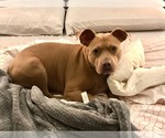 Small #9 American Pit Bull Terrier Mix