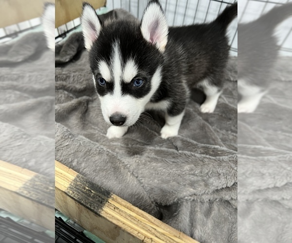 Medium Photo #4 Siberian Husky Puppy For Sale in BUTLER, NJ, USA