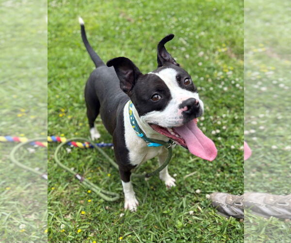 Medium Photo #2 American Pit Bull Terrier-Unknown Mix Puppy For Sale in Virginia Beach, VA, USA