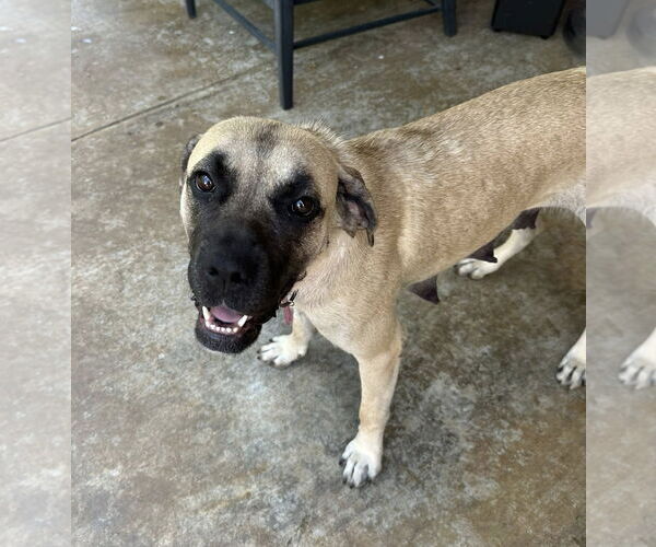 Medium Photo #2 Mastiff Puppy For Sale in Edmond, OK, USA
