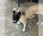 Small #1 Mastiff