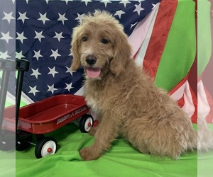 English Cream Golden Retriever-Poodle (Standard) Mix Puppy for sale in DEARBORN, MO, USA