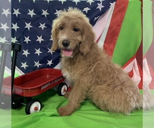 Medium English Cream Golden Retriever-Poodle (Standard) Mix