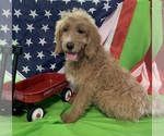 Small Photo #1 English Cream Golden Retriever-Poodle (Standard) Mix Puppy For Sale in DEARBORN, MO, USA