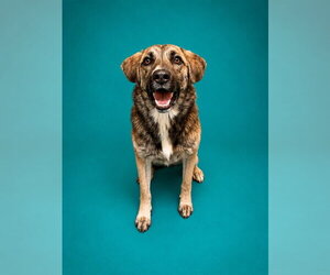 Anatolian Shepherd-Unknown Mix Dogs for adoption in Pearland, TX, USA