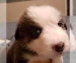 Small Photo #13 Australian Shepherd Puppy For Sale in HERNANDO, MS, USA