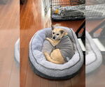 Small #7 Pembroke Welsh Corgi Mix