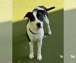Small #1 American Bulldog Mix