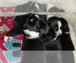 Small Photo #1 Australian Shepherd Puppy For Sale in BROOKSVILLE, FL, USA