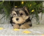 Small #2 Morkie