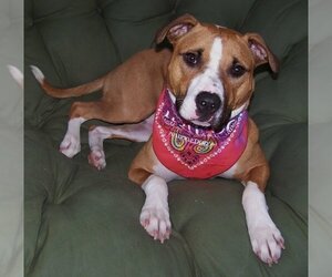 Chyna - Female American Pit Bull Terrier-American Staffordshire Terrier Mix Dog for Adoption - Photo #2
