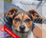 Small Beagle Mix