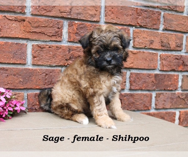 Medium Photo #2 Shih-Poo Puppy For Sale in CLARKRANGE, TN, USA