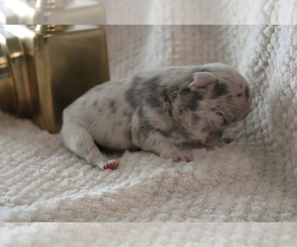 Medium Photo #18 French Bulldog Puppy For Sale in SPRING, TX, USA