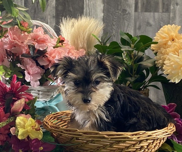 Medium Photo #6 Morkie Puppy For Sale in CANOGA, NY, USA