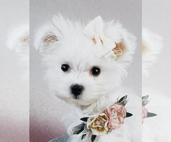 Medium Photo #19 Maltese Puppy For Sale in MIAMI, FL, USA