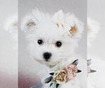 Small #18 Maltese