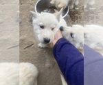 Small Photo #10 Swiss Shepherd-Timber Wolf Mix Puppy For Sale in MAD RIVER, CA, USA