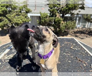 Mutt Dogs for adoption in Seal Beach, CA, USA